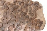 x Huge, Mortality Plate Of Large Asaphid Trilobites - Morocco #226048-2